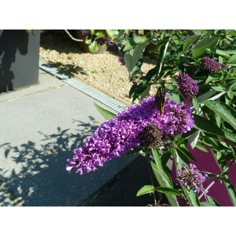 Buddleja Lavender Flow