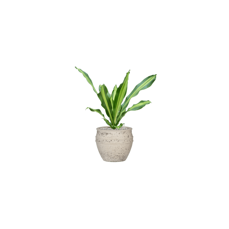 Dracaena Burley