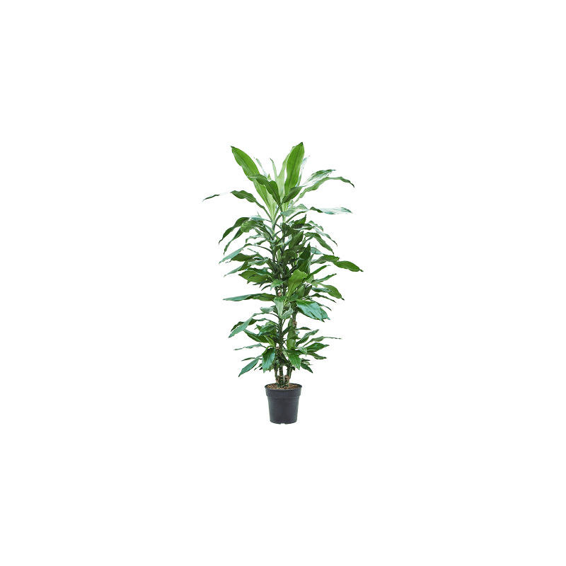 Dracaena Burundii carrousel