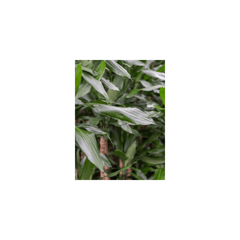 Dracaena Burundii 2-stam