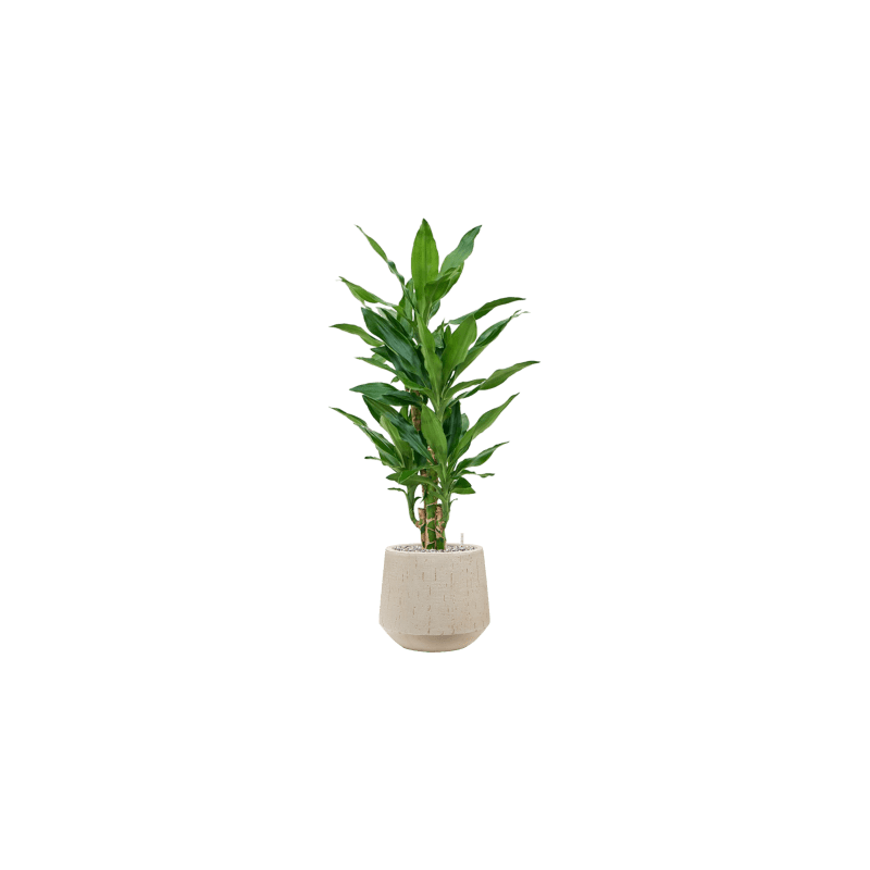 Dracaena Burundii vertakt