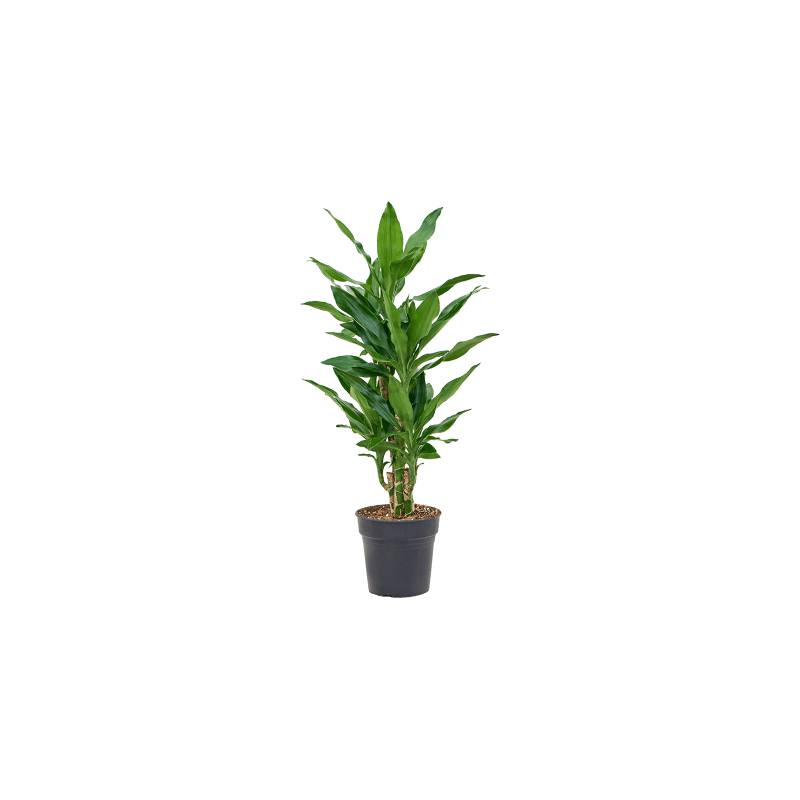 Dracaena Burundii vertakt