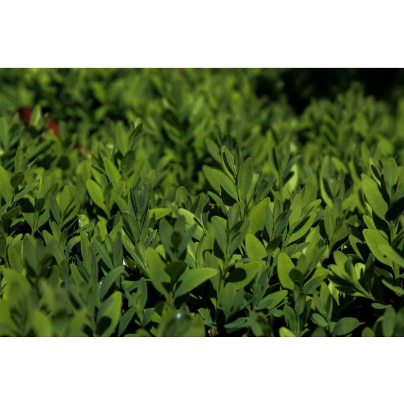 Buxus spiraal