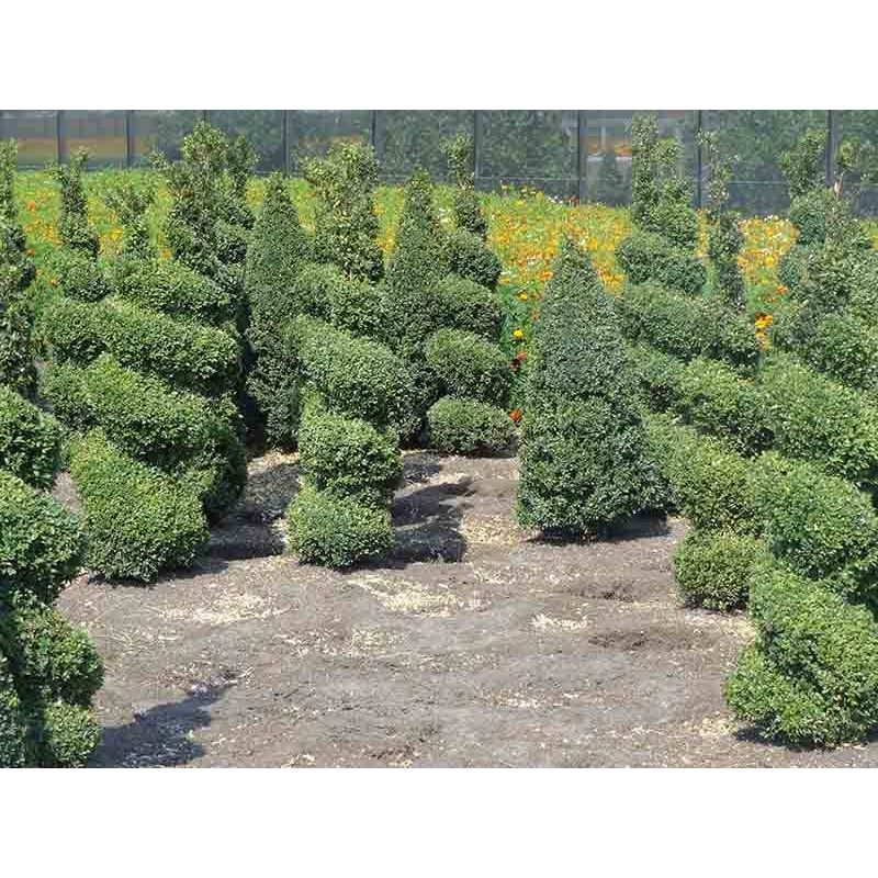 Buxus spiraal