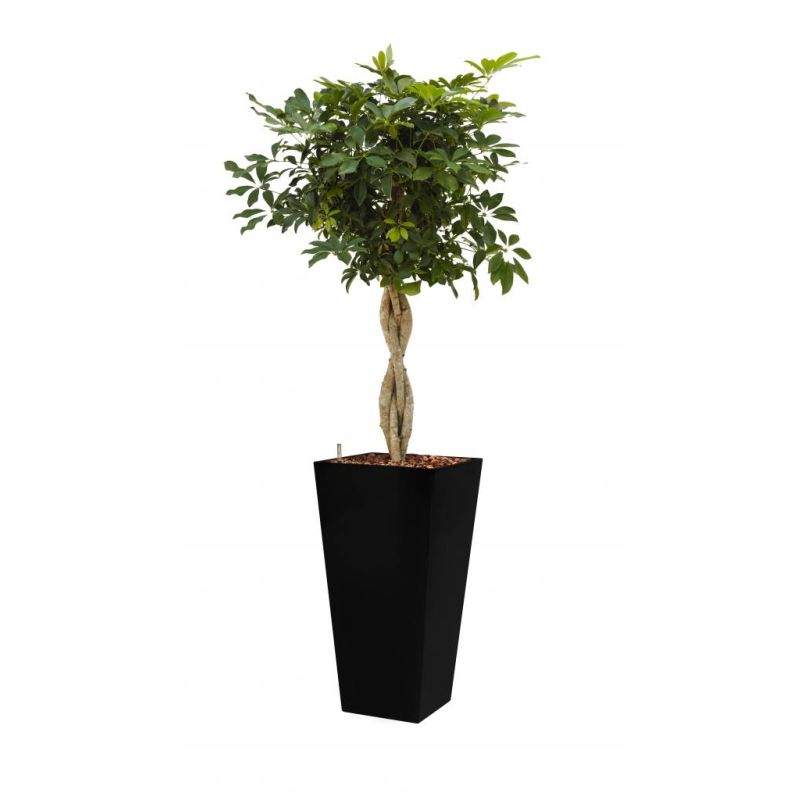 Schefflera Arboricola hydrocultuur in Runner vierkant zwart