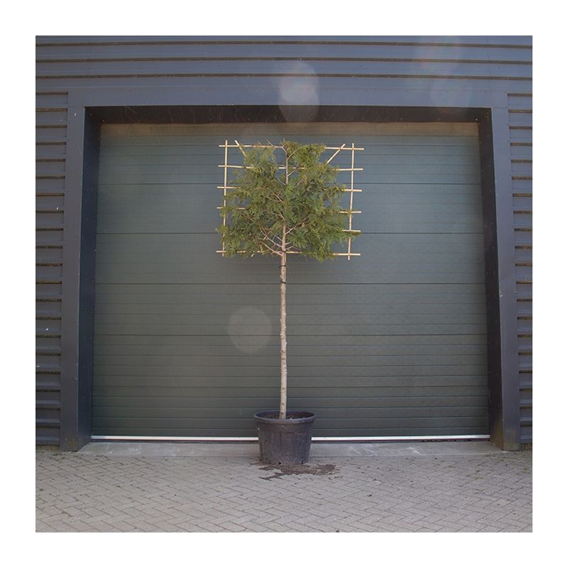 Thuja plicata Excelsa - leiboom