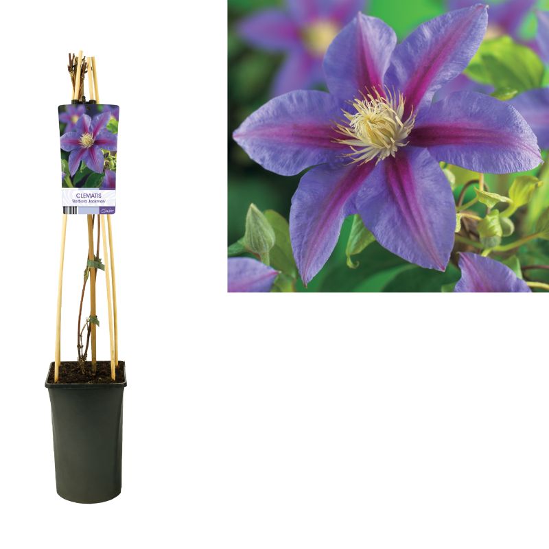 Clematis Barbara Jackman