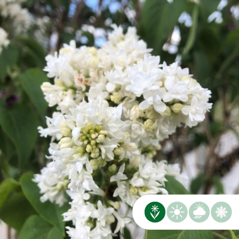 Syringa Vulgaris Mme Lemoine