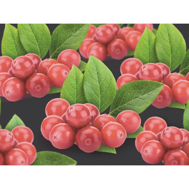 Vaccinium cor. Pink Berry