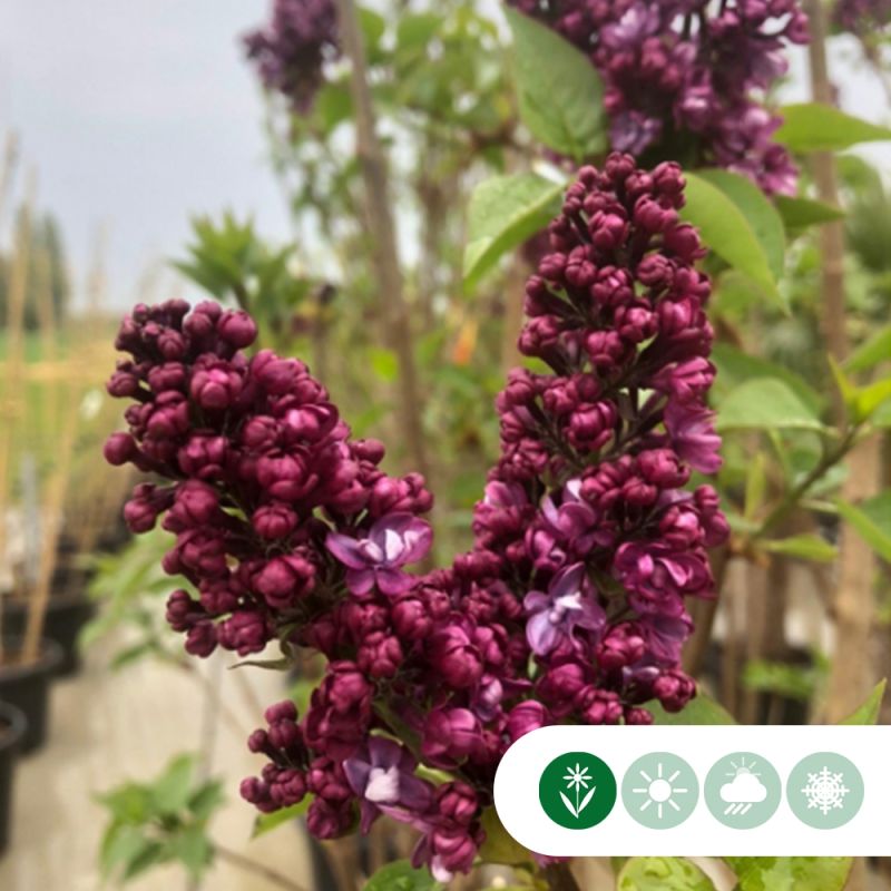 Syringa Vulgaris Charles Joly