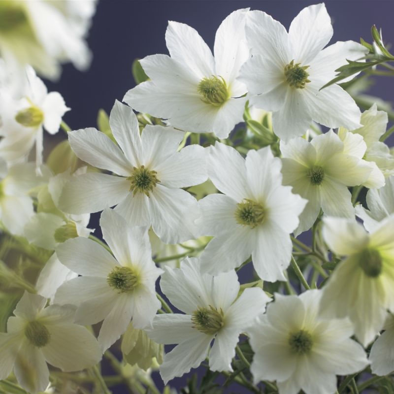 Clematis Early Sensation