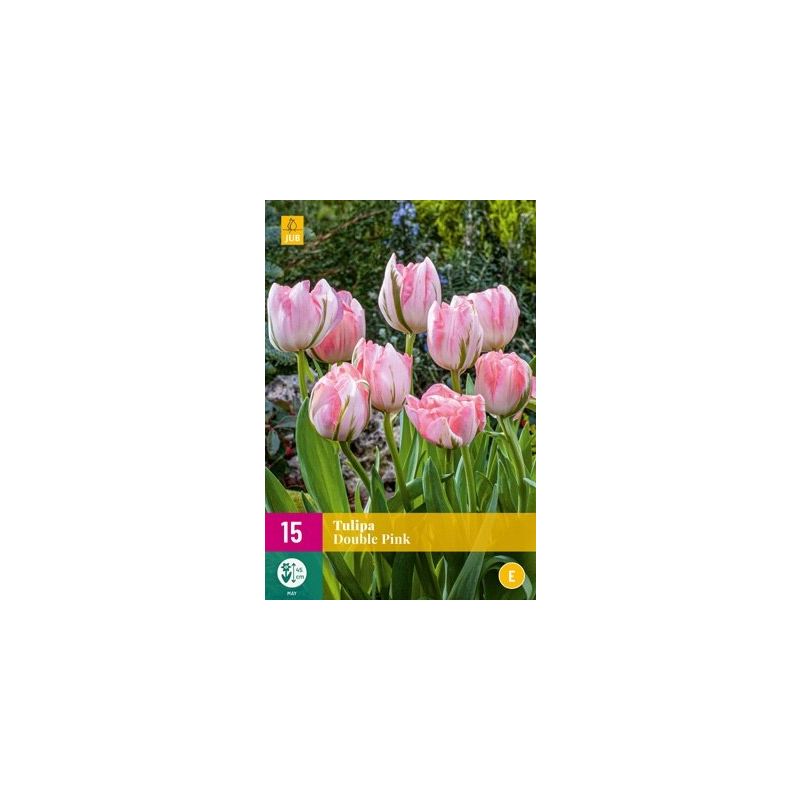 Tulipa Double Pink