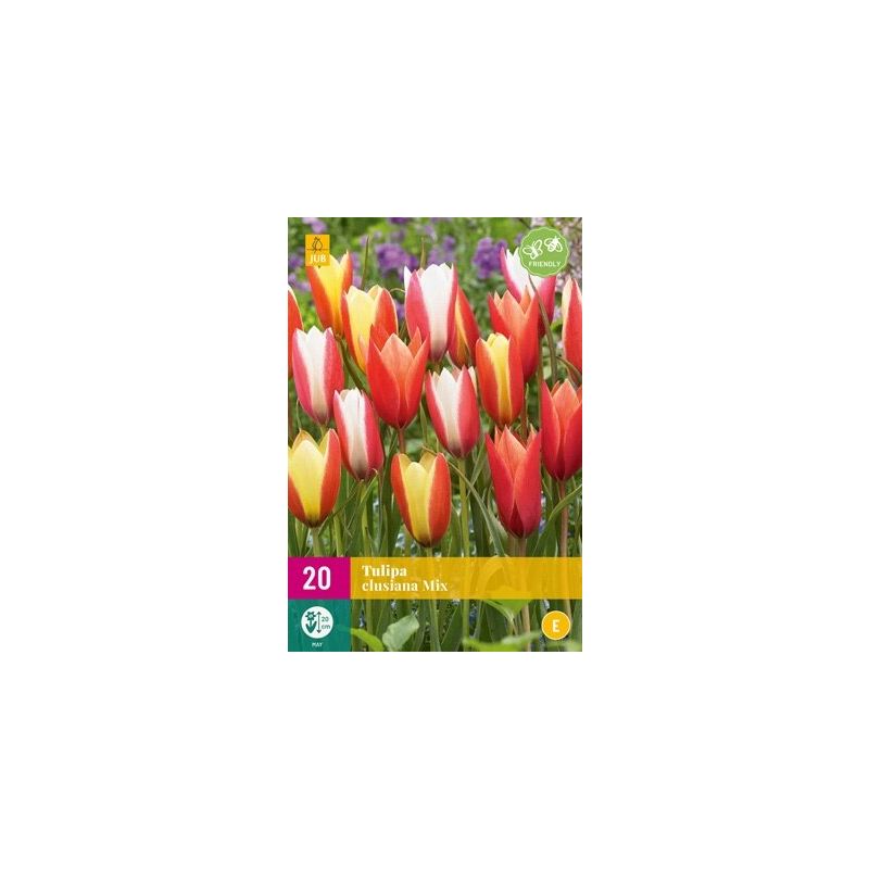 Tulipa Clusiana Mix