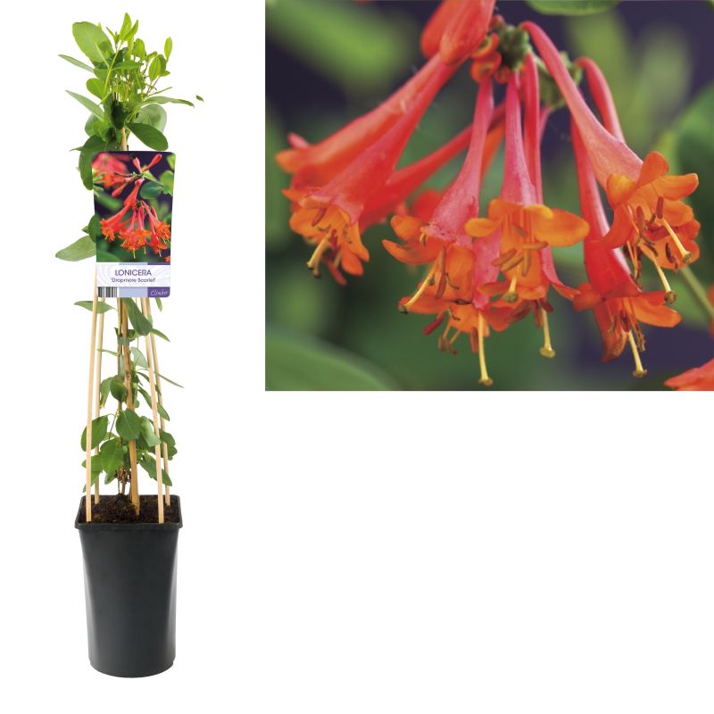 Lonicera Dropmore Scarlet