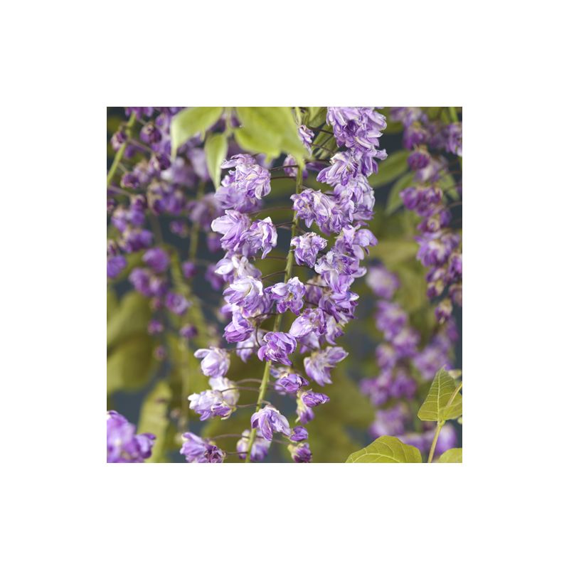 Wisteria Violacea Plena