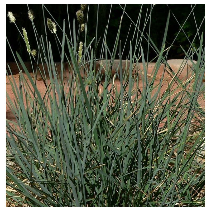 Sesleria caerulea - 6 stuks