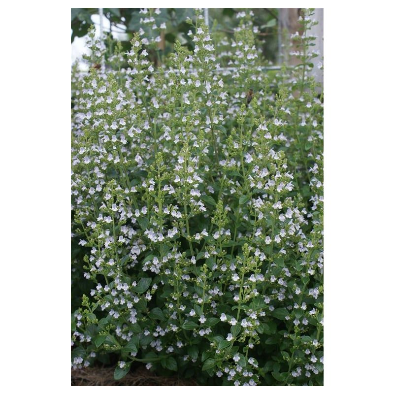 Calamintha nepeta - 6 stuks