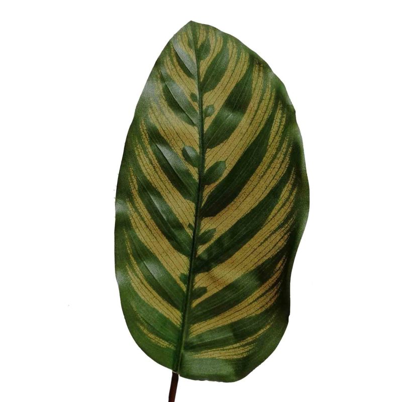 Calathea Makoyana - kunstplant