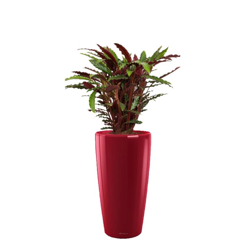 Calathea Rufibarba in watergevende Rondo rood