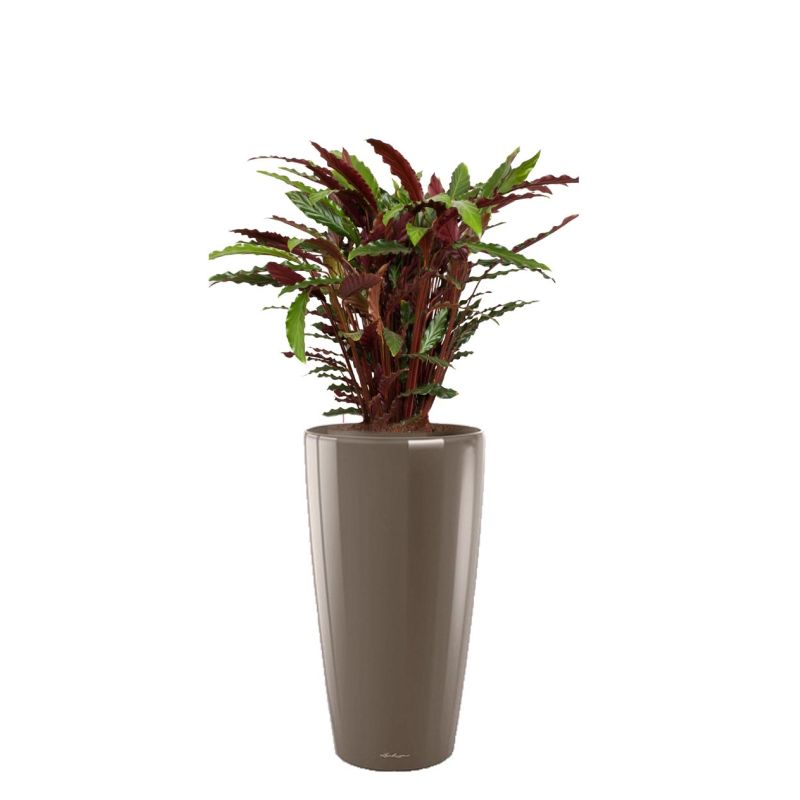 Calathea Rufibarba in watergevende Rondo taupe