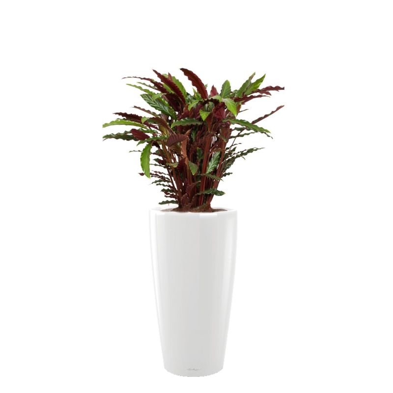 Calathea Rufibarba in watergevende Rondo wit