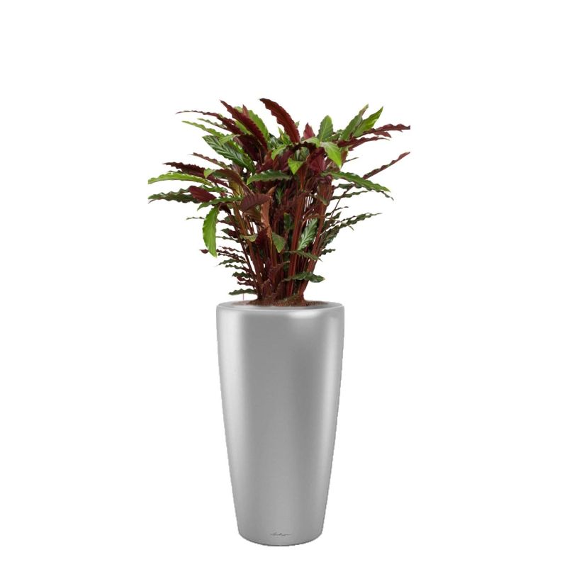 Calathea Rufibarba in watergevende Rondo zilver