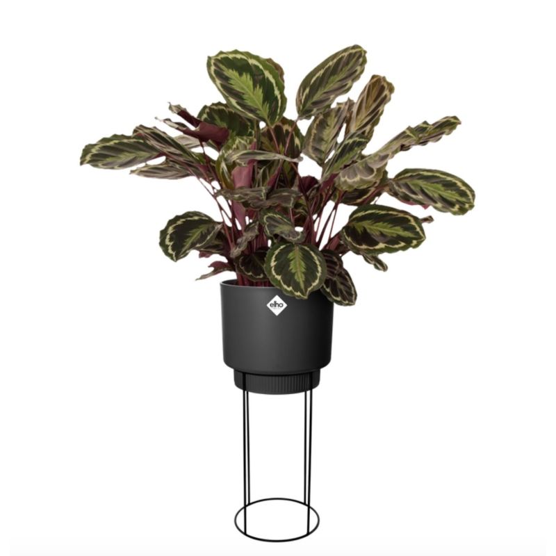 Calathea Medaillon in Elho B. for Studio zwart