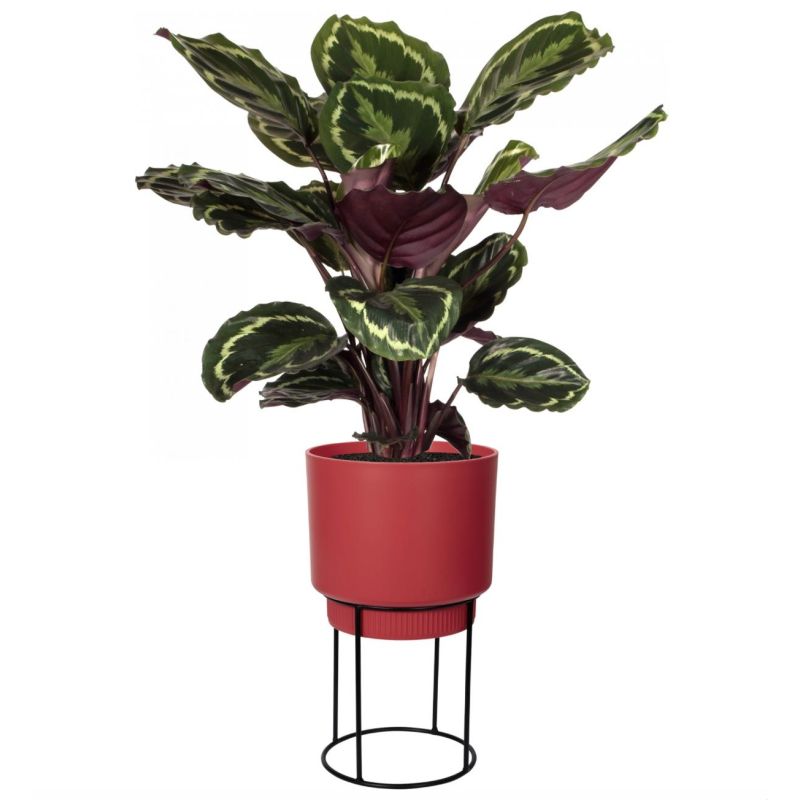 Calathea Medaillon in Elho B. for Studio rood