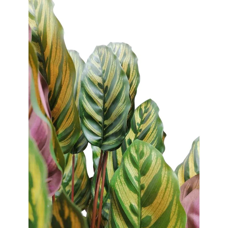 Calathea Makoyana - kunstplant