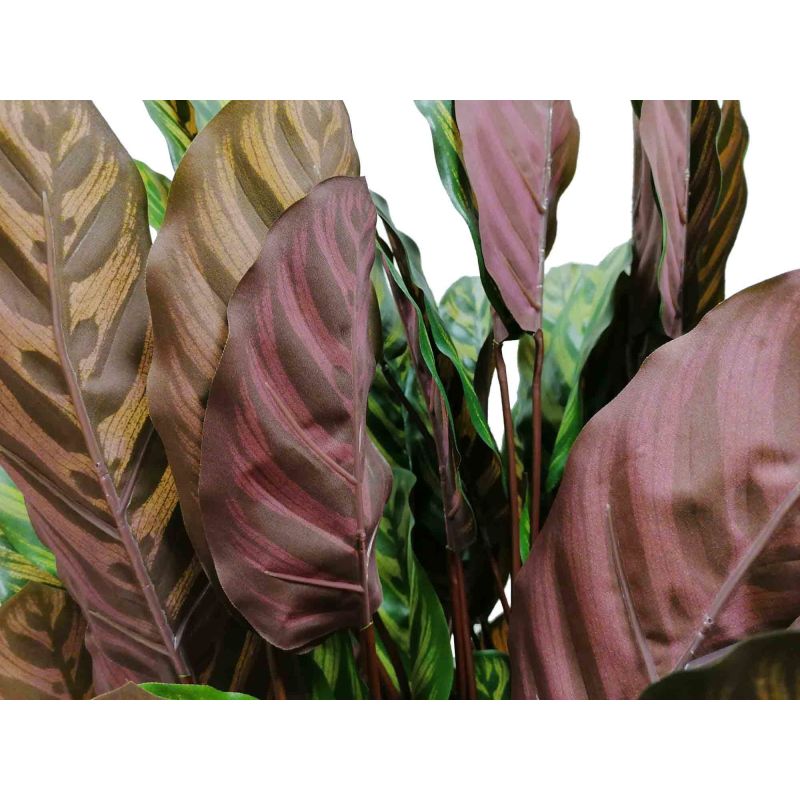 Calathea Makoyana - kunstplant