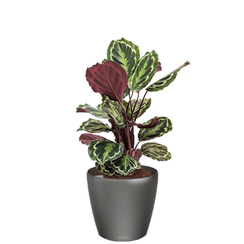 Calathea Medaillon in watergevende Classico antraciet