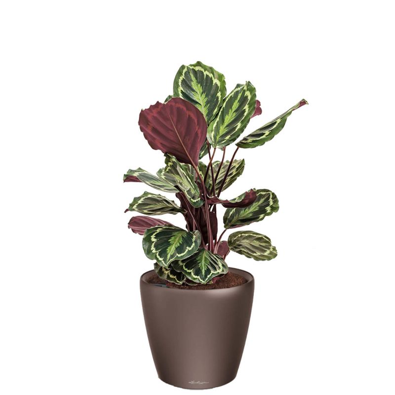 Calathea Medaillon in watergevende Classico bruin