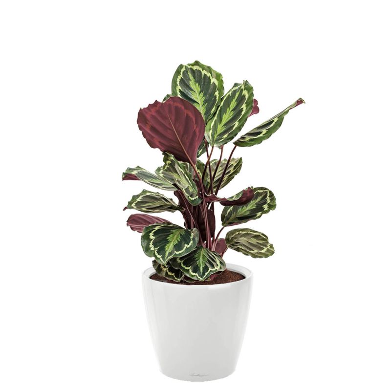 Calathea Medaillon in watergevende Classico wit