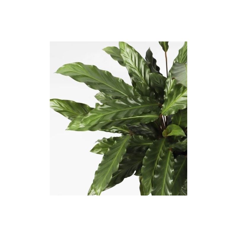 Calathea Rufibarba Wavestar