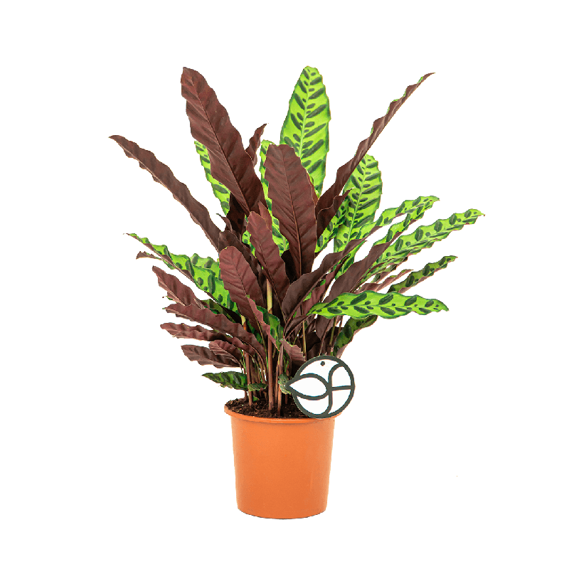 Calathea Insignis