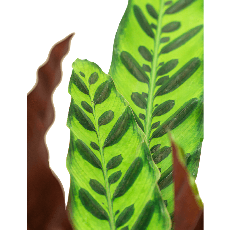 Calathea insignis in Capi Nature Groove Special