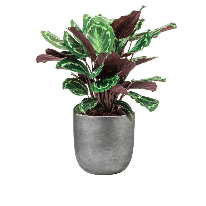 Calathea Medaillon in Lux Retro Egg zilver