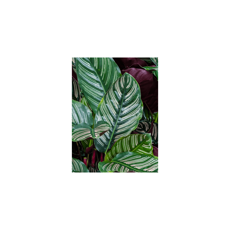 Calathea sanderiana