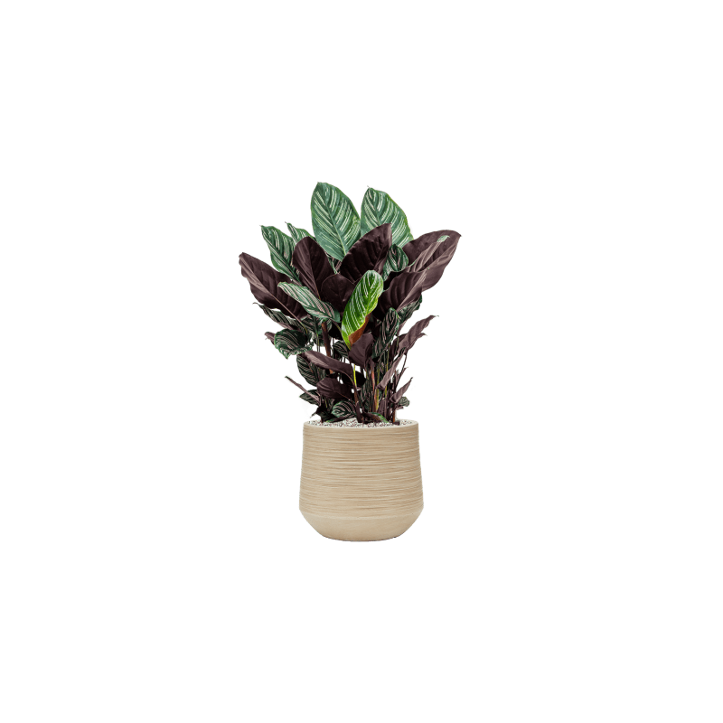 Calathea sanderiana