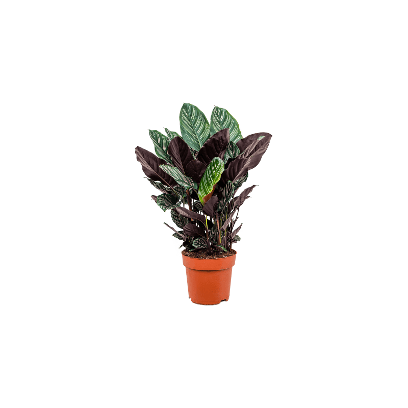 Calathea sanderiana