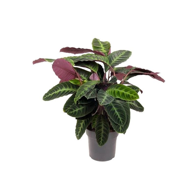 Calathea Warscewiczii