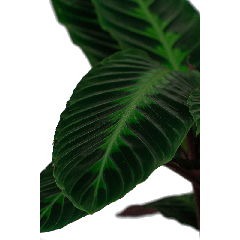 Calathea Warscewiczii