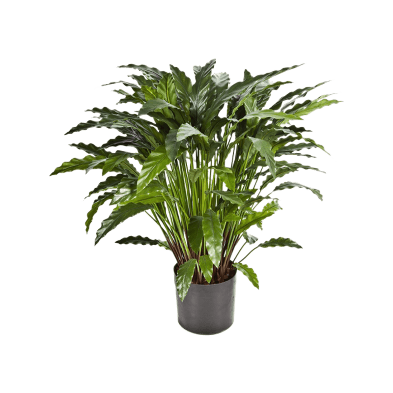 Calathea Wavestar bush - kunstplant