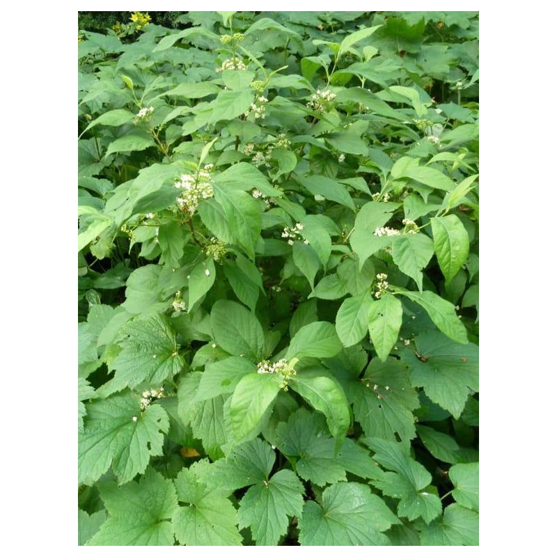 Callicarpa japonica 'Leucocarpa'