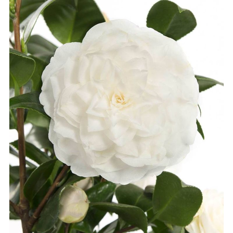 Camellia japonica wit