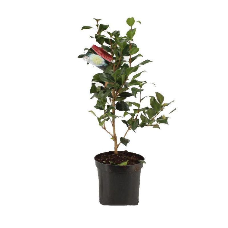 Camellia japonica wit