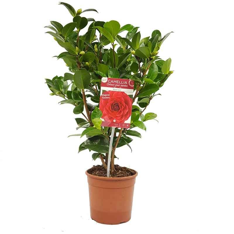 Camellia japonica rood