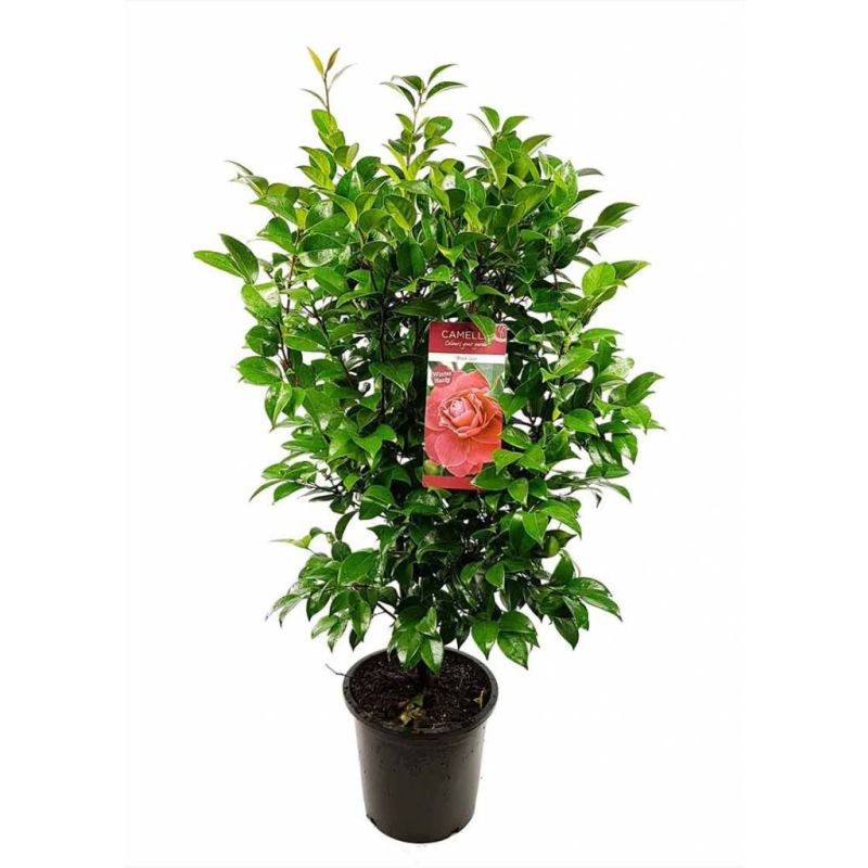 Camellia japonica rood