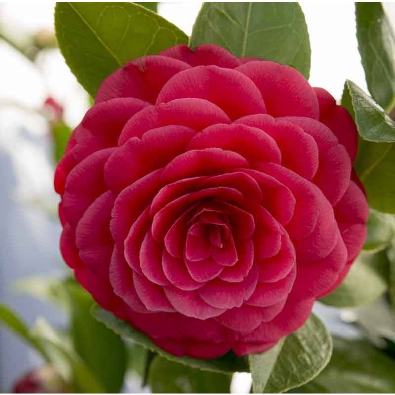 Camellia japonica rood