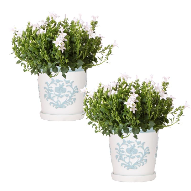 Campanula Addenda Ambella White in Ivory Elegance lichtblauw